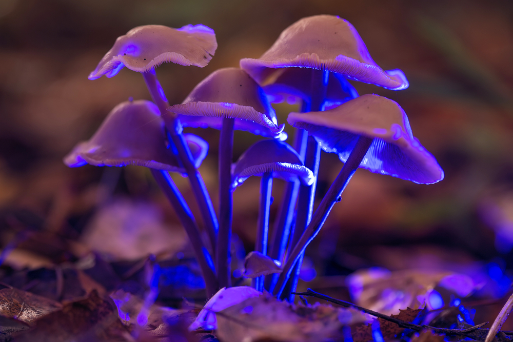 Champignons hallucinogènes