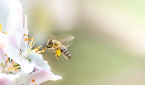 Abeille