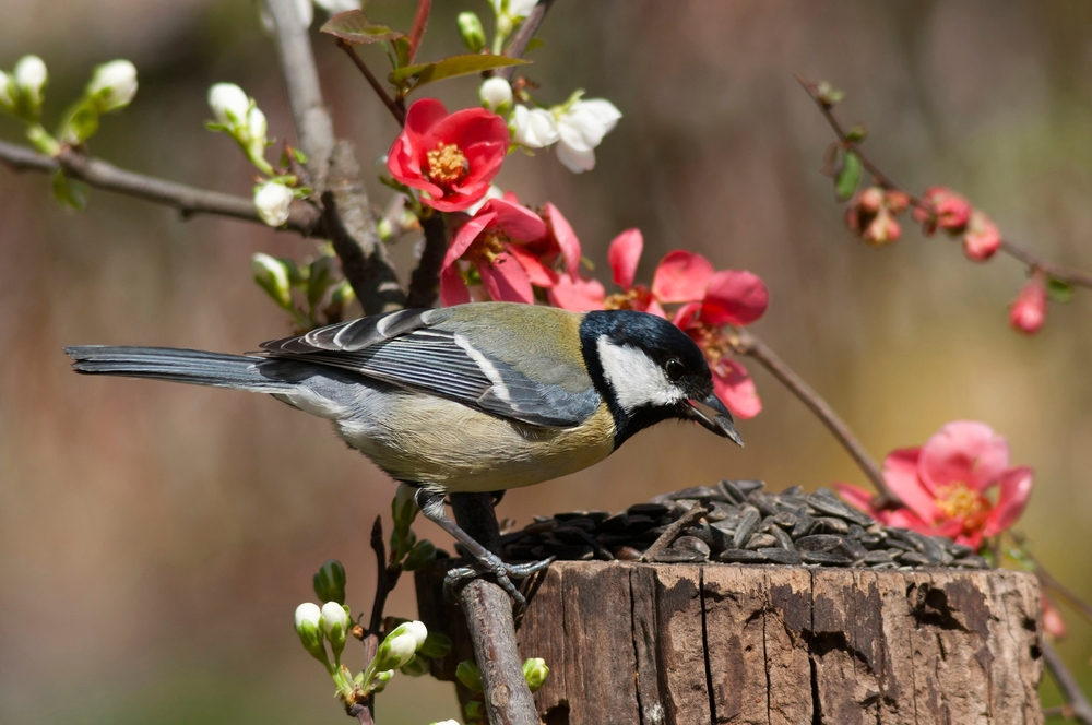 Oiseau