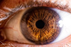 Oeil