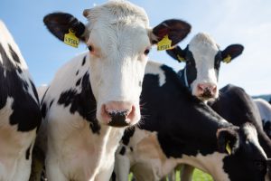 Troupeau de vaches laitières en France - fièvre bovine orthobunyavirus détecté dans le Doubs l’Ain et les Savoies août 2026