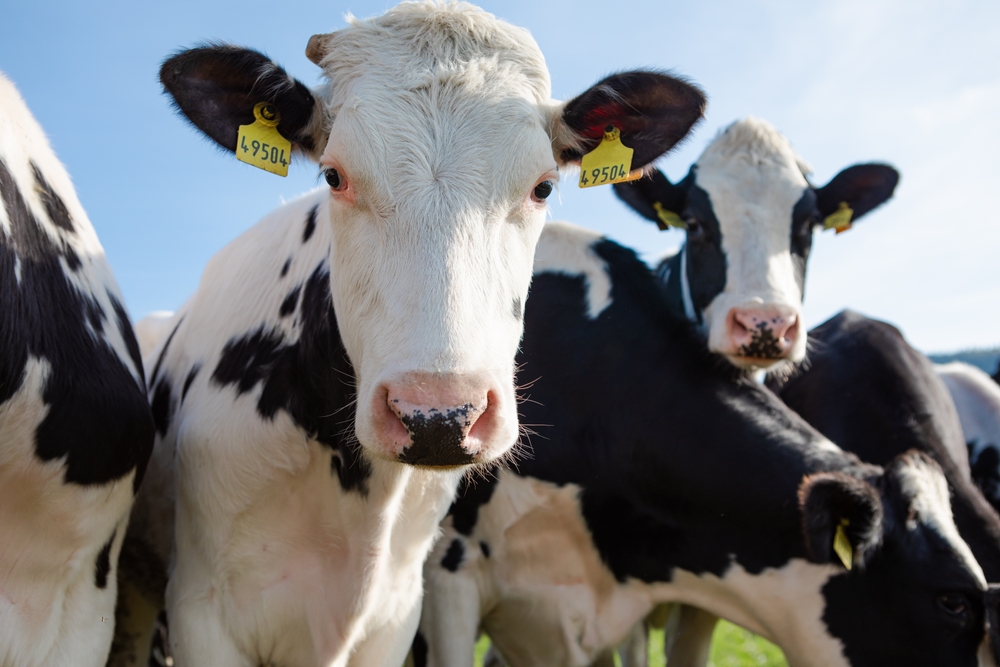 Troupeau de vaches laitières en France - fièvre bovine orthobunyavirus détecté dans le Doubs l’Ain et les Savoies août 2026