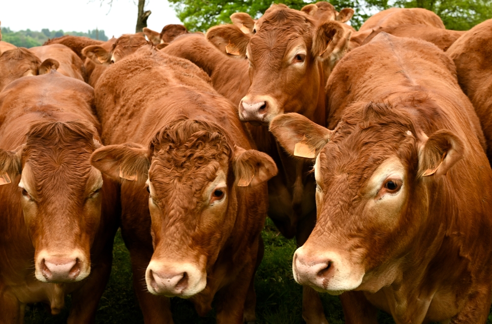 Vaccination forcée DNC bovins Ariège - gendarmes à La Table de Gaya Kyria Gay août 2026